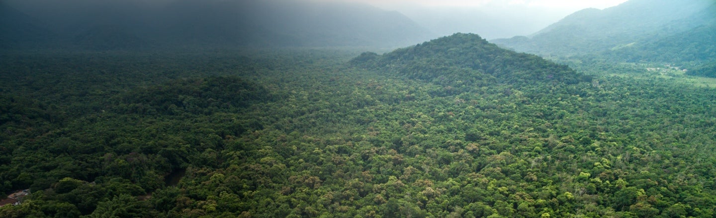 aerial rainforest