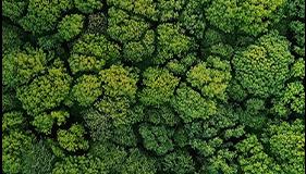 aerial forest view